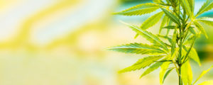 Read more about the article Lousiana: ﻿Medizinisches Cannabis jetzt auch als Blüte