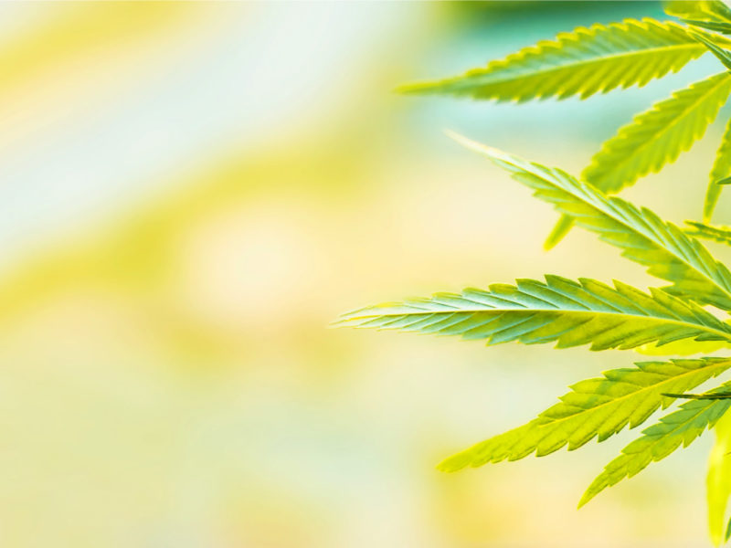 Lousiana: ﻿Medizinisches Cannabis jetzt auch als Blüte