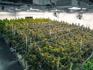 Read more about the article Spanien erhöht medizinische Cannabis-Produktion auf sechs Tonnen