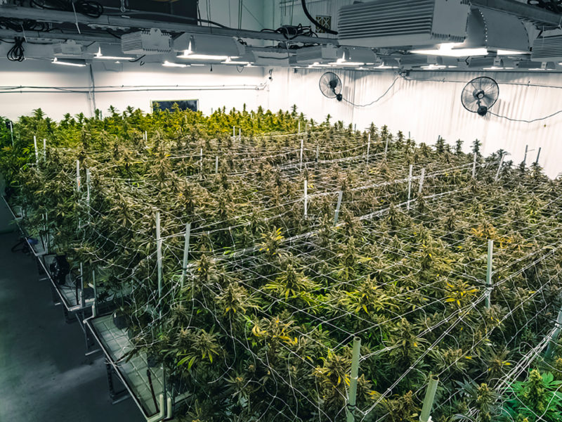 Spanien erhöht medizinische Cannabis-Produktion auf sechs Tonnen